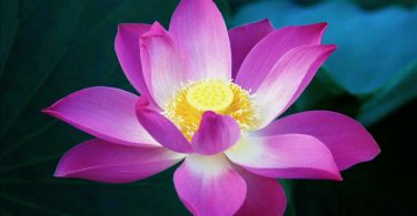 Flor de Lotus significado