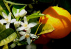 significado da flor de laranjeira