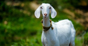 Significado de Goat